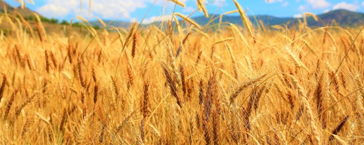 Effecten klimaatverandering voelbaar voor Nederlandse bakker